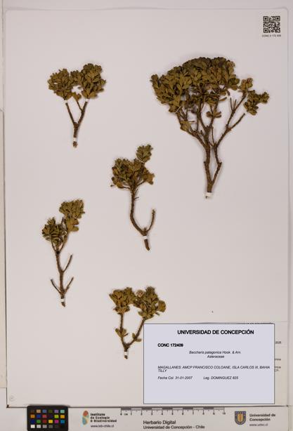Baccharis patagonica [Espécimen: UDEC:CONC:0172409]