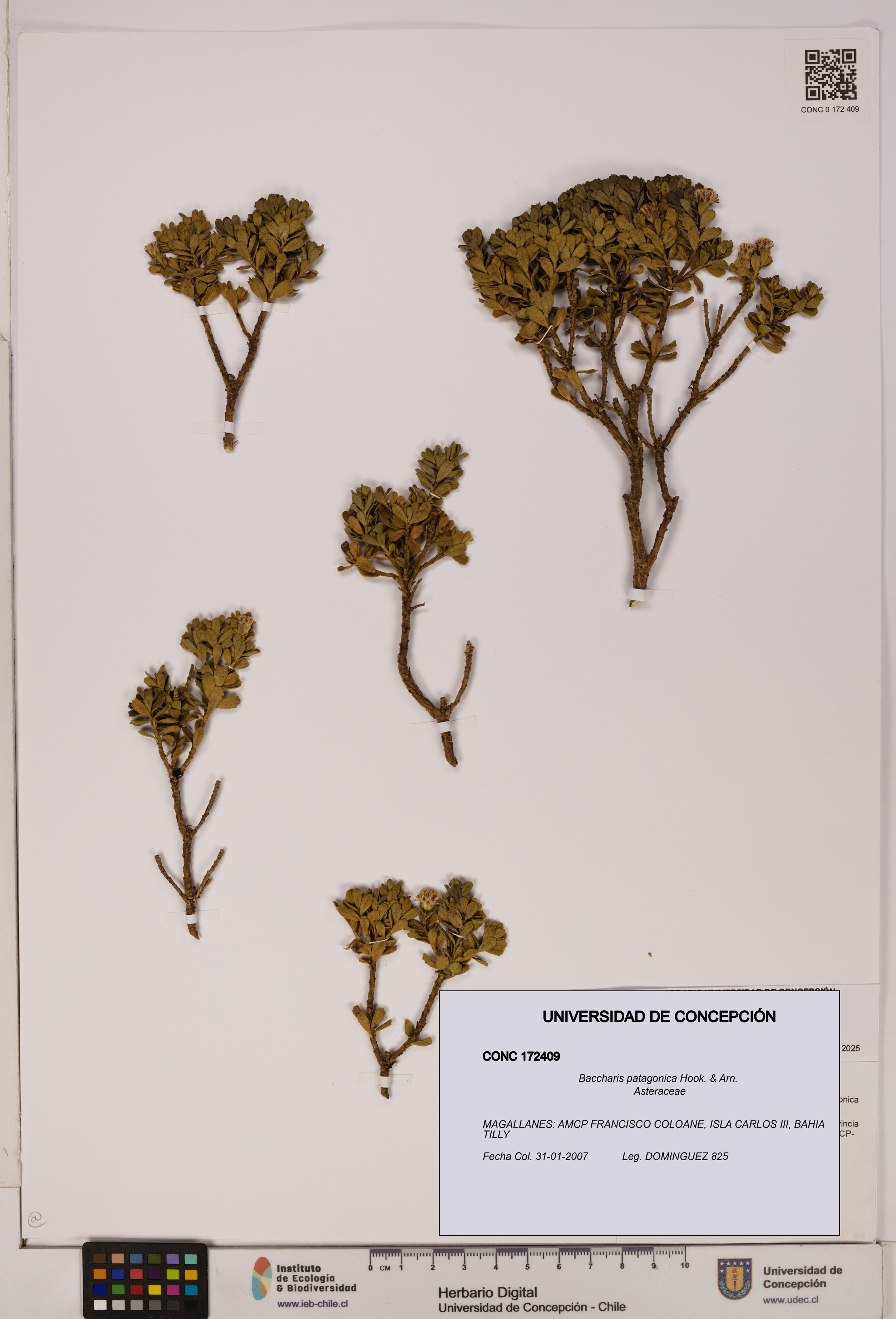 Baccharis patagonica [Espécimen: UDEC:CONC:0172409]