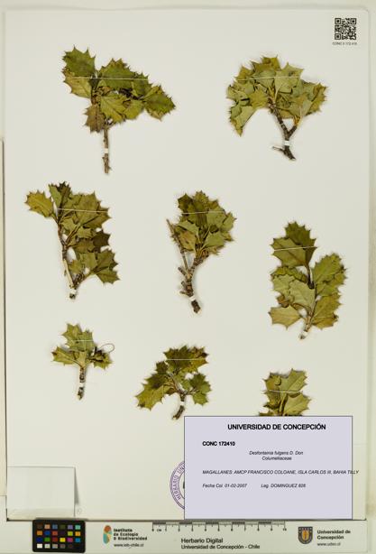 Desfontainia fulgens [Espécimen: UDEC:CONC:0172410]