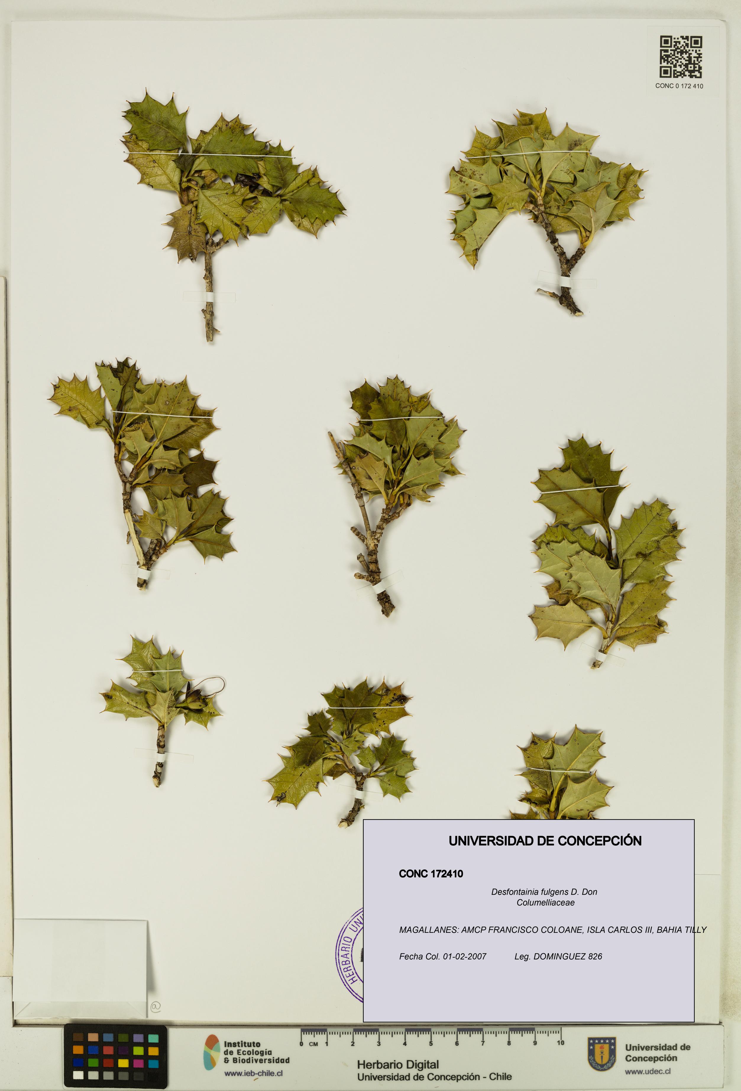 Desfontainia fulgens [Espécimen: UDEC:CONC:0172410]