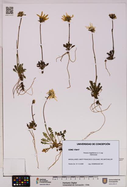 Perezia magellanica [Espécimen: UDEC:CONC:0172417]