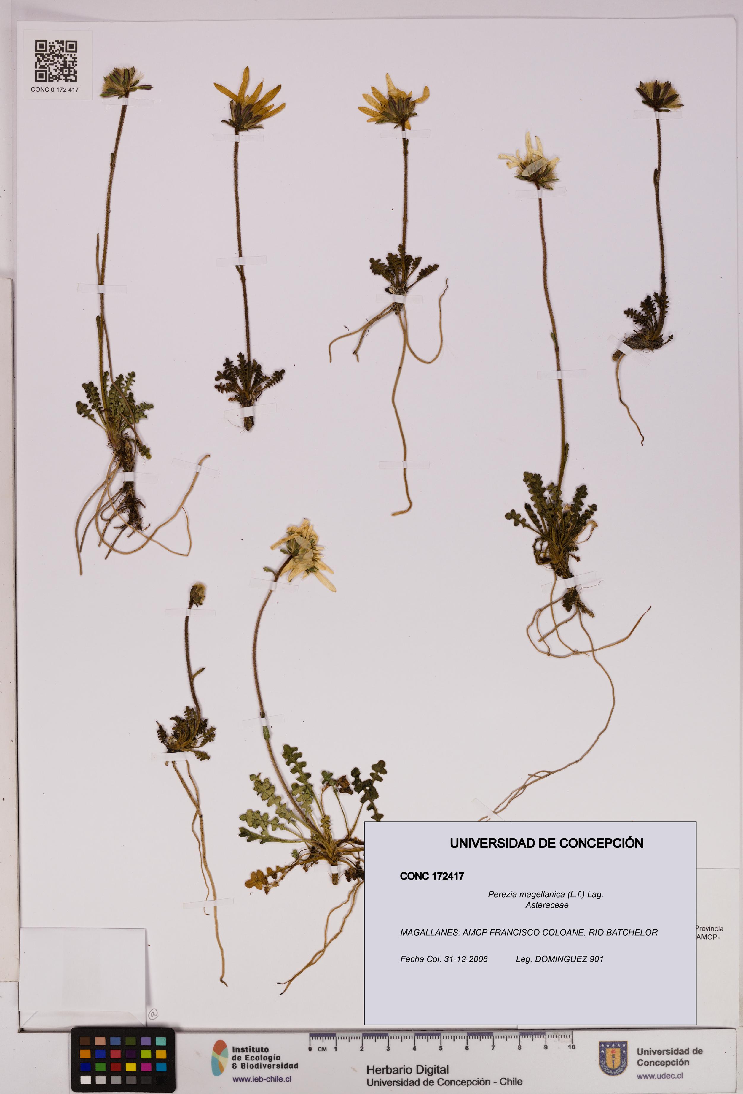 Perezia magellanica [Espécimen: UDEC:CONC:0172417]