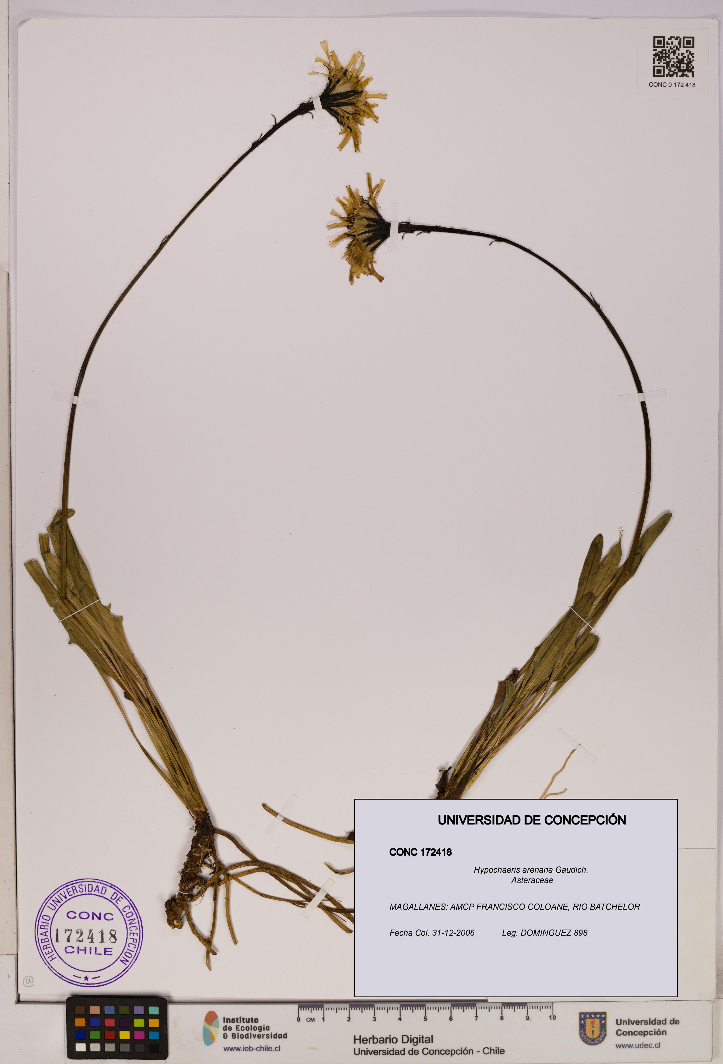 Hypochaeris arenaria [Espécimen: UDEC:CONC:0172418]