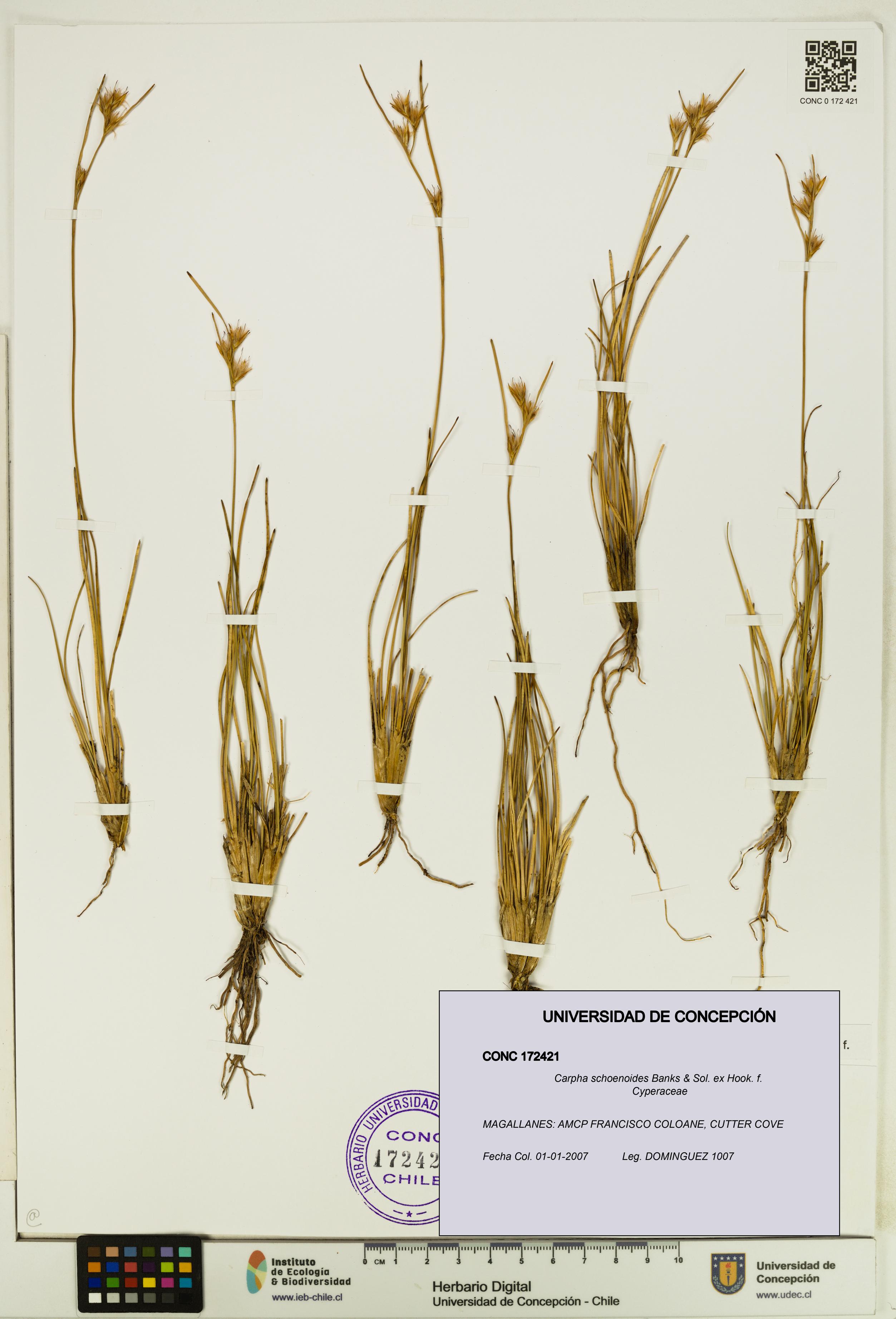 Carpha schoenoides [Espécimen: UDEC:CONC:0172421]
