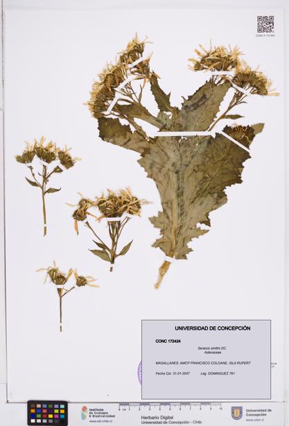 Senecio smithii [Espécimen: ]