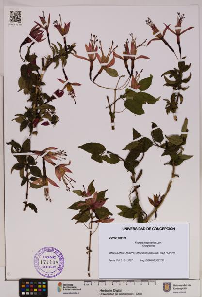 Fuchsia magellanica [Espécimen: UDEC:CONC:0172438]