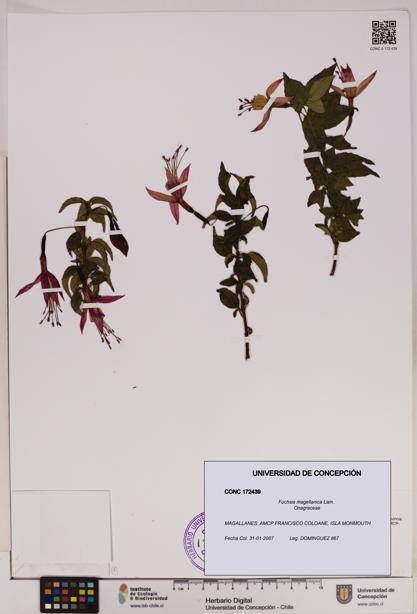 Fuchsia magellanica [Espécimen: UDEC:CONC:0172439]