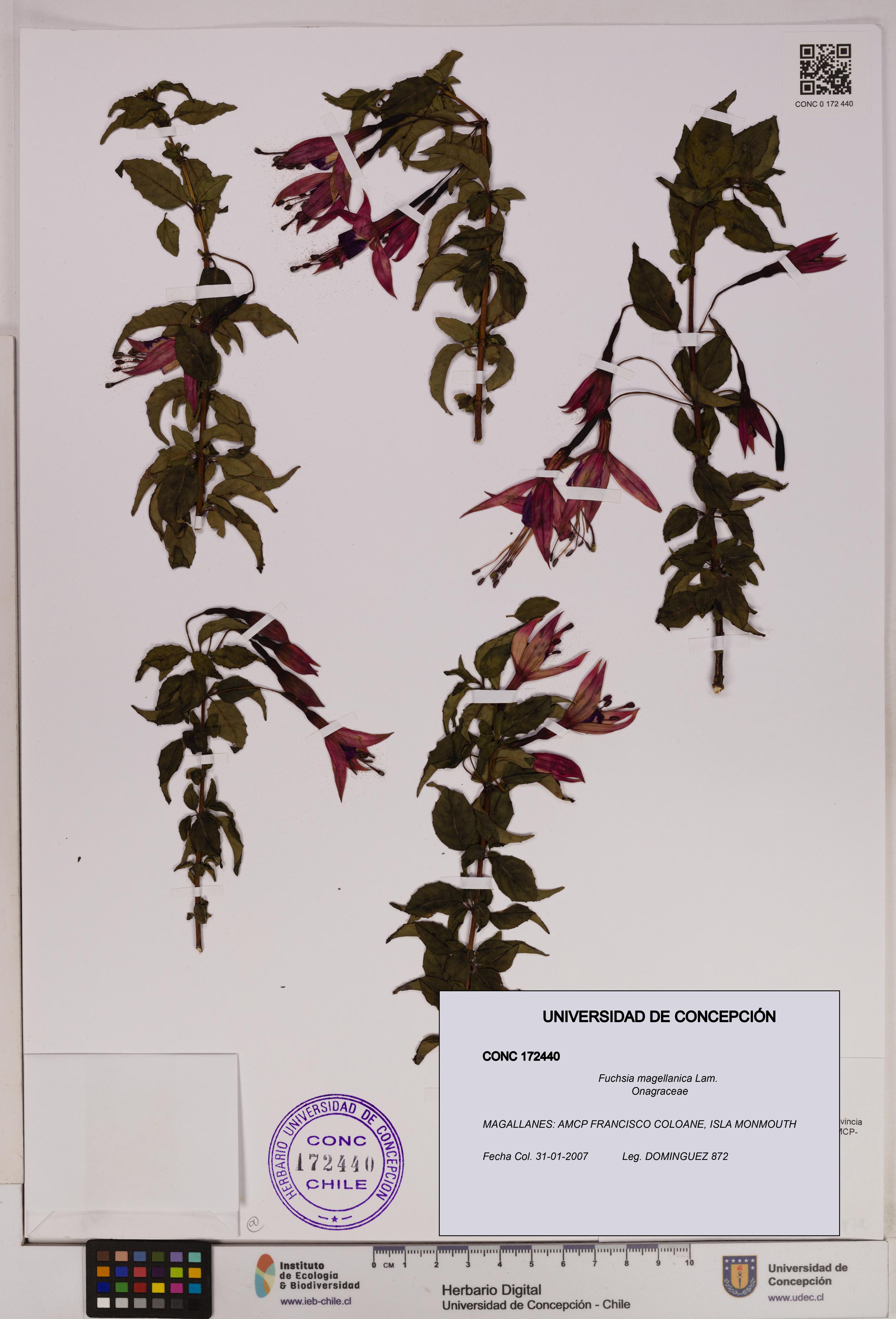 Fuchsia magellanica [Espécimen: UDEC:CONC:0172440]