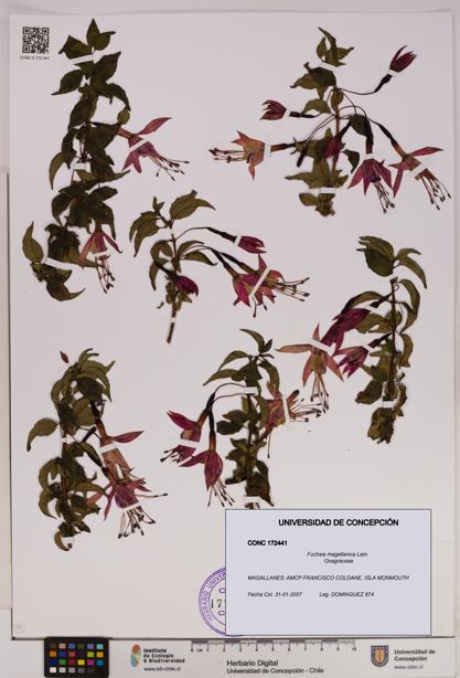 Fuchsia magellanica [Espécimen: UDEC:CONC:0172441]