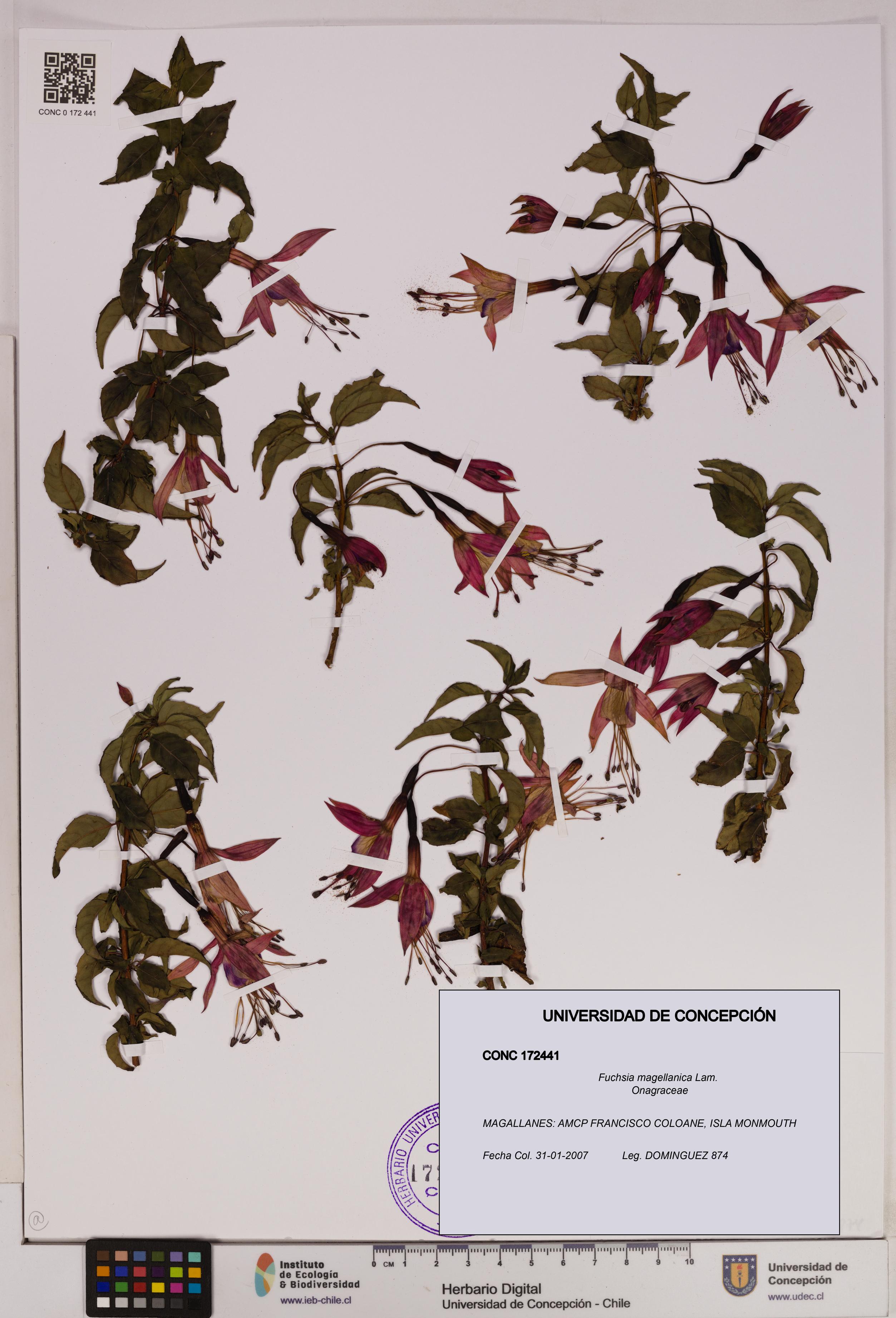 Fuchsia magellanica [Espécimen: UDEC:CONC:0172441]