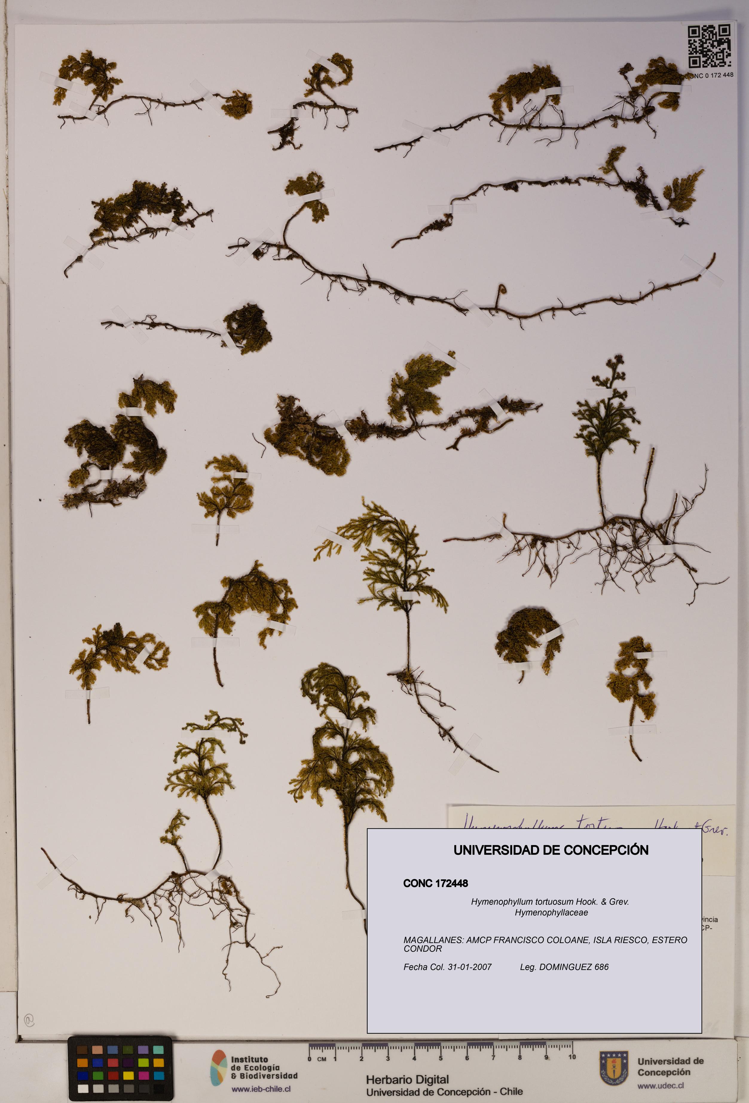Hymenophyllum tortuosum [Espécimen: ]