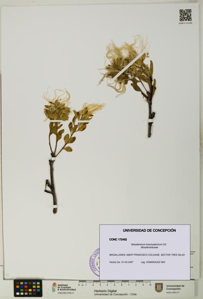 Misodendrum brachystachium [Espécimen: UDEC:CONC:0172452]