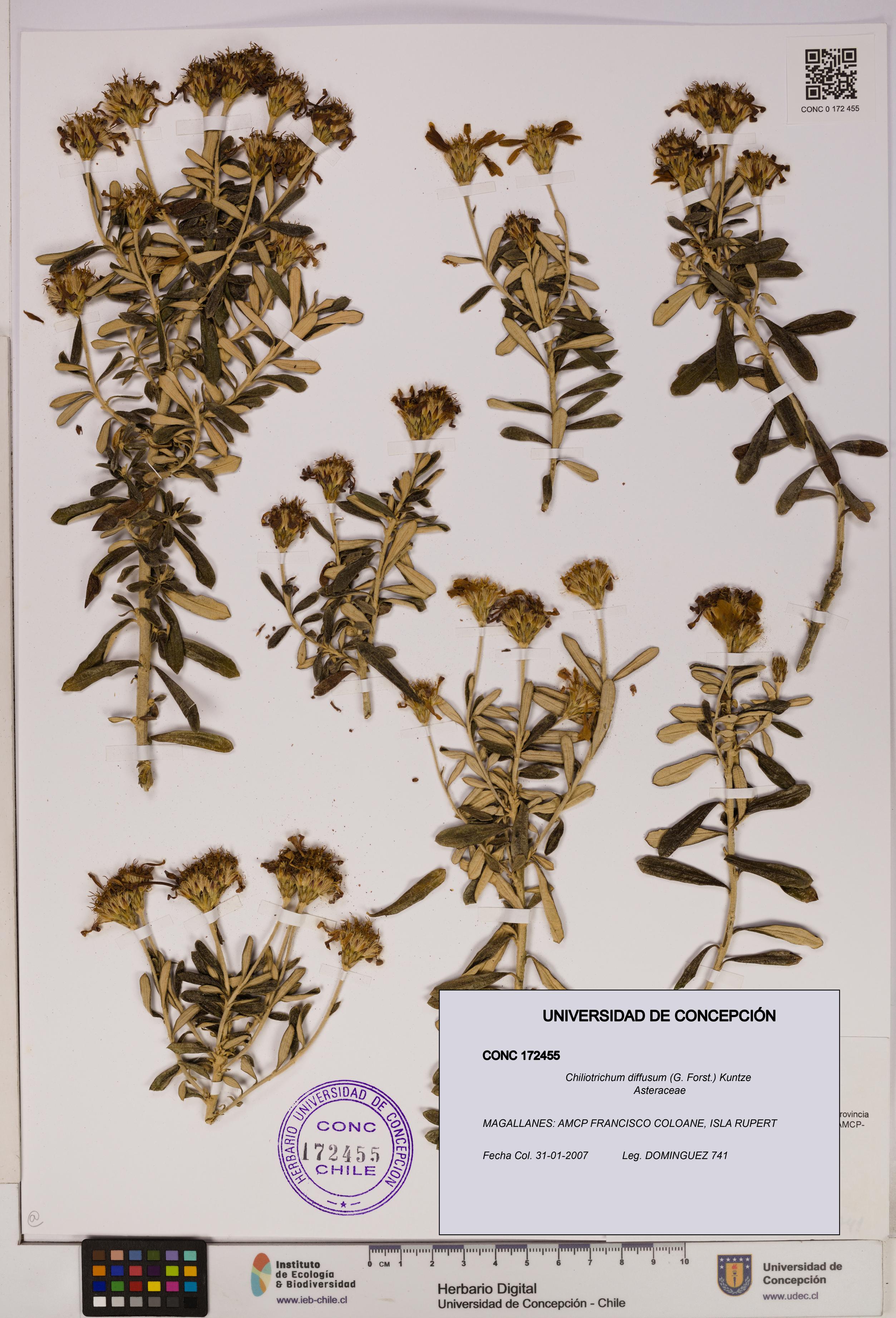 Chiliotrichum diffusum [Espécimen: UDEC:CONC:0172455]