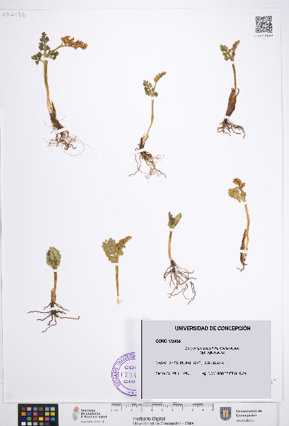 Botrychium dusenii [Espécimen: UDEC:CONC:0172456]