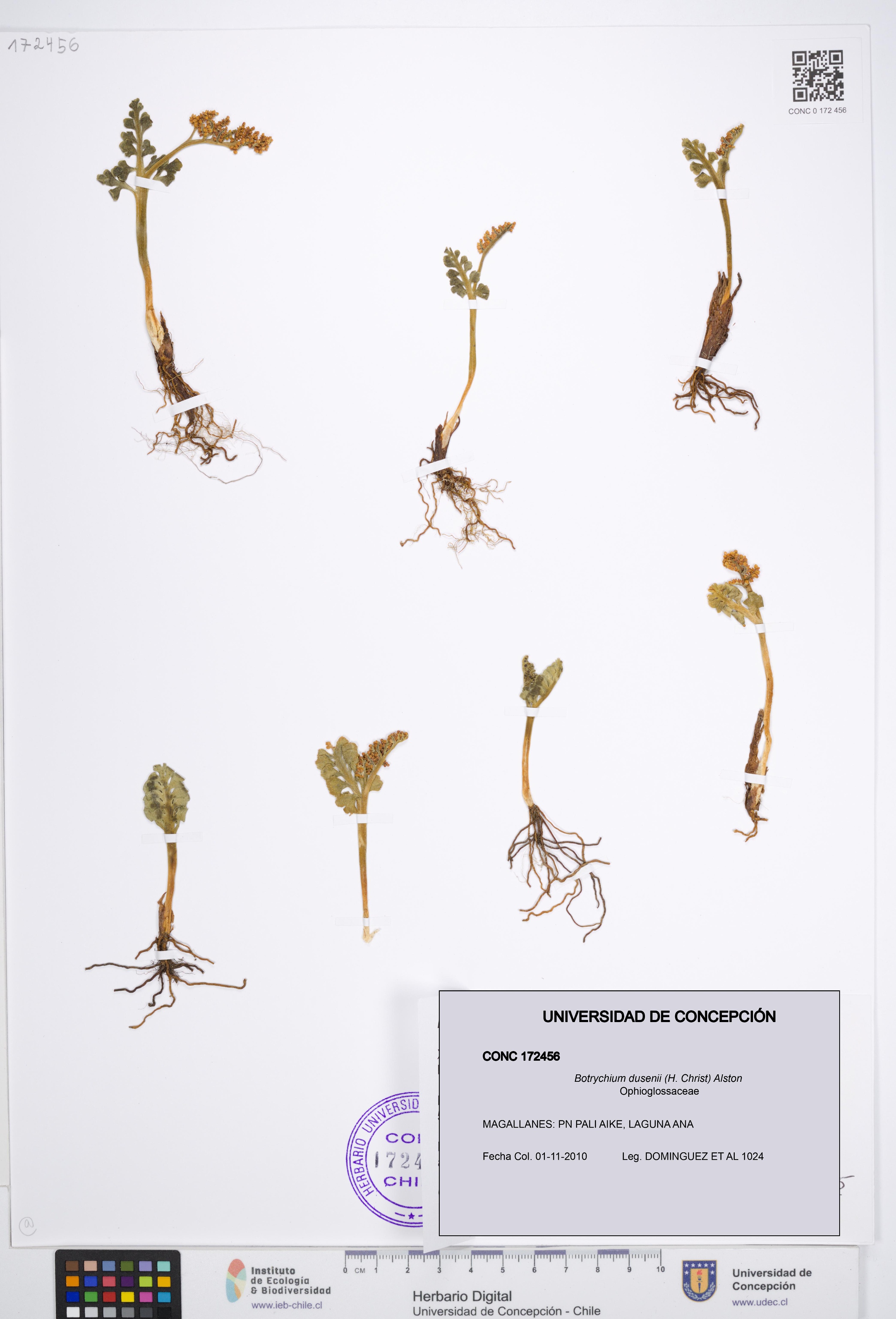 Botrychium dusenii [Espécimen: UDEC:CONC:0172456]