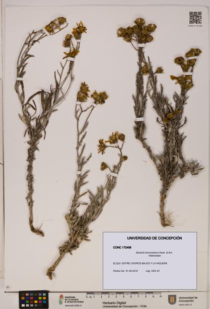 Senecio brunonianus [Espécimen: UDEC:CONC:0172458]