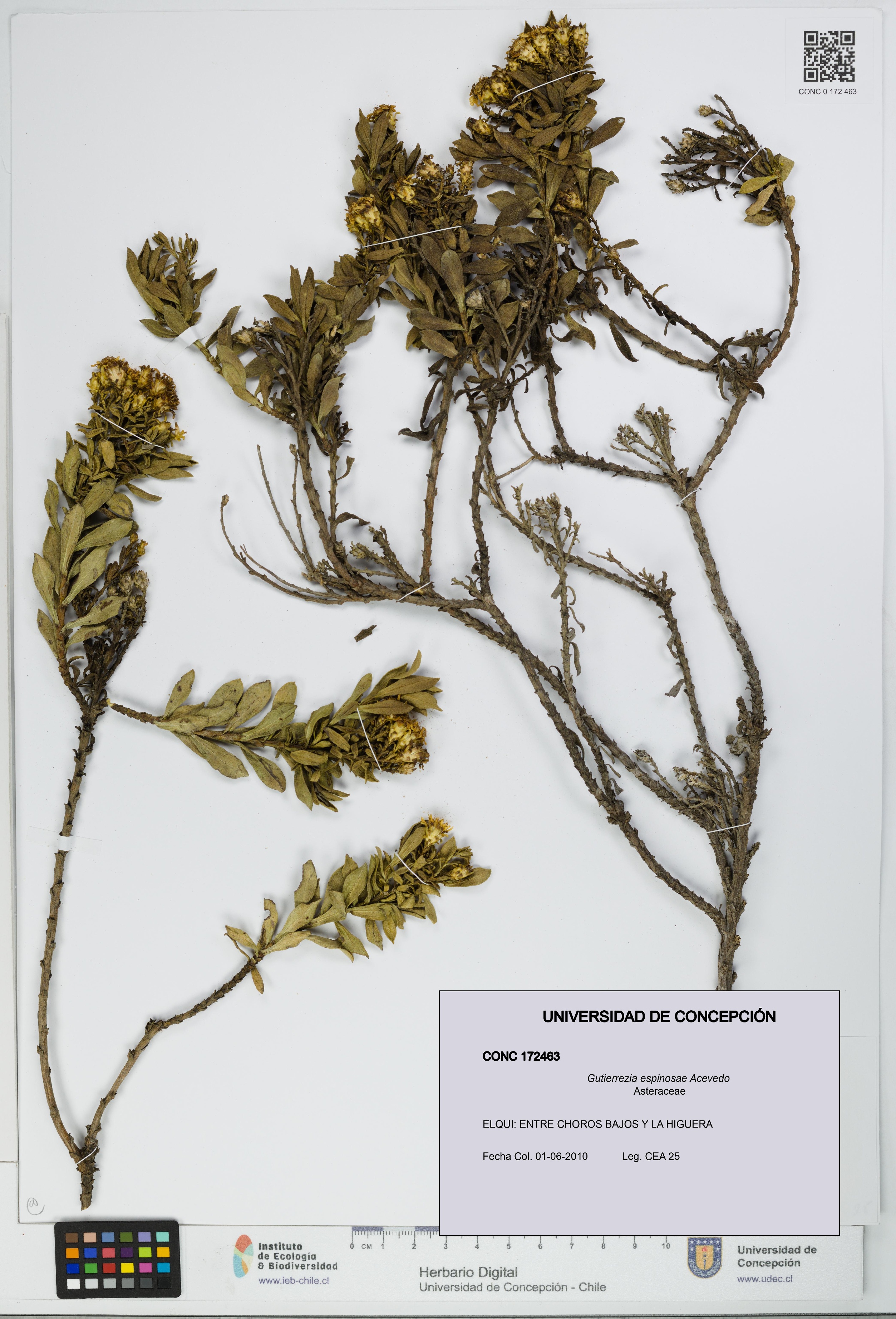 Gutierrezia espinosae [Espécimen: UDEC:CONC:0172463]