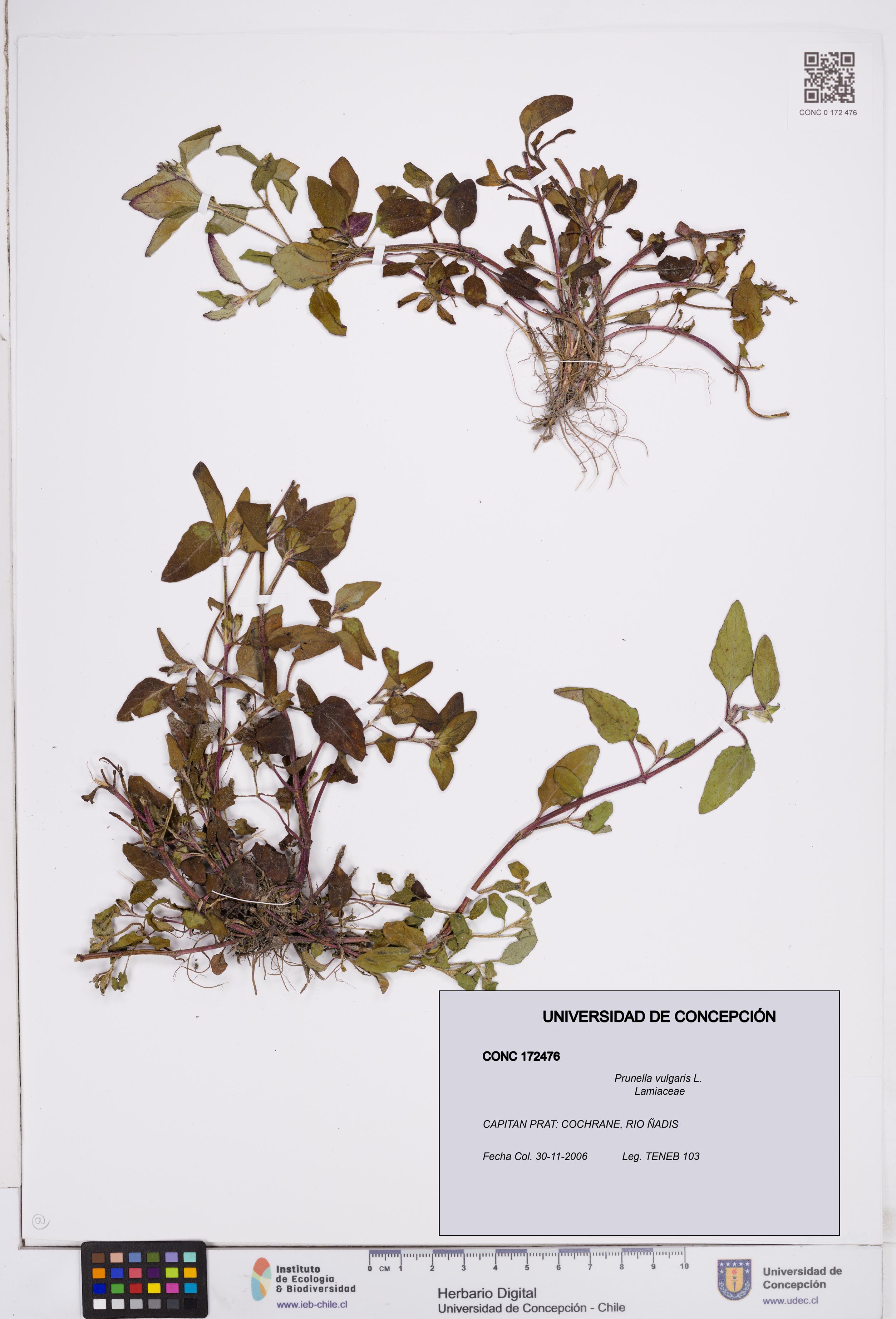 Prunella vulgaris [Espécimen: ]
