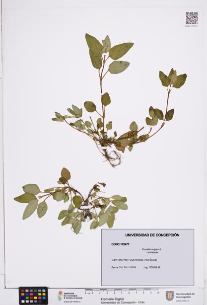 Prunella vulgaris [Espécimen: ]