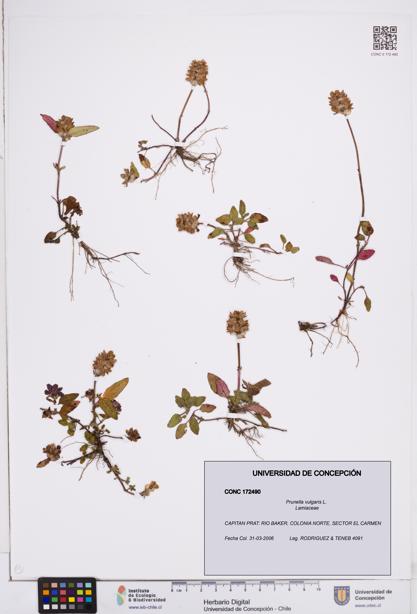 Prunella vulgaris [Espécimen: ]