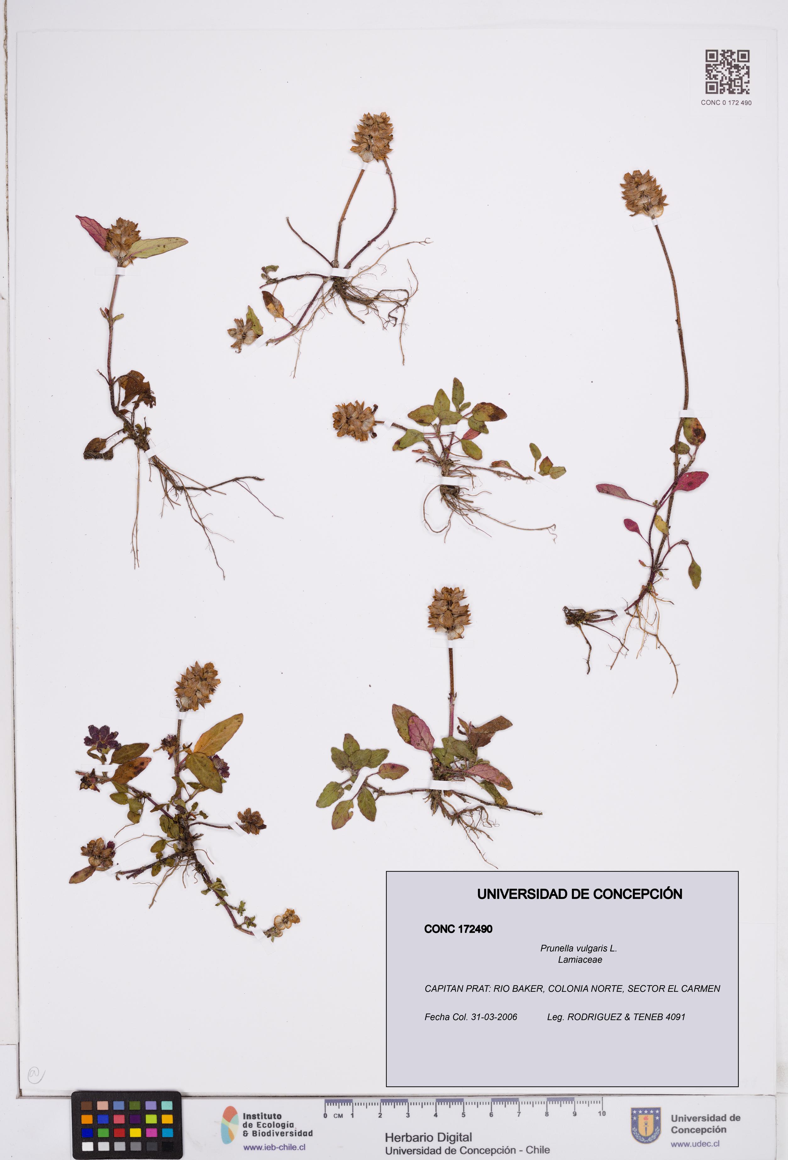 Prunella vulgaris [Espécimen: ]