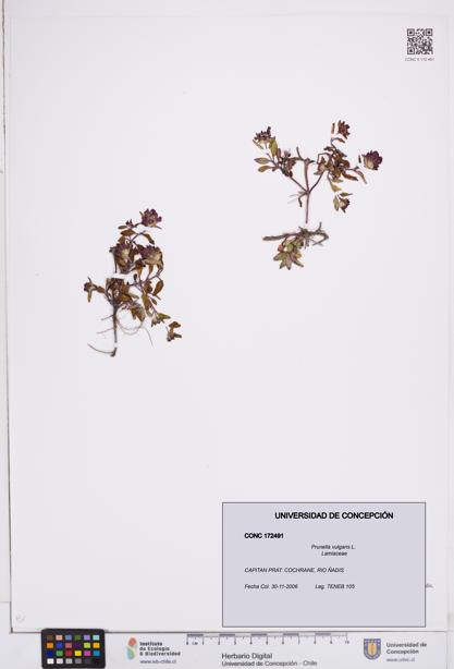 Prunella vulgaris [Espécimen: ]