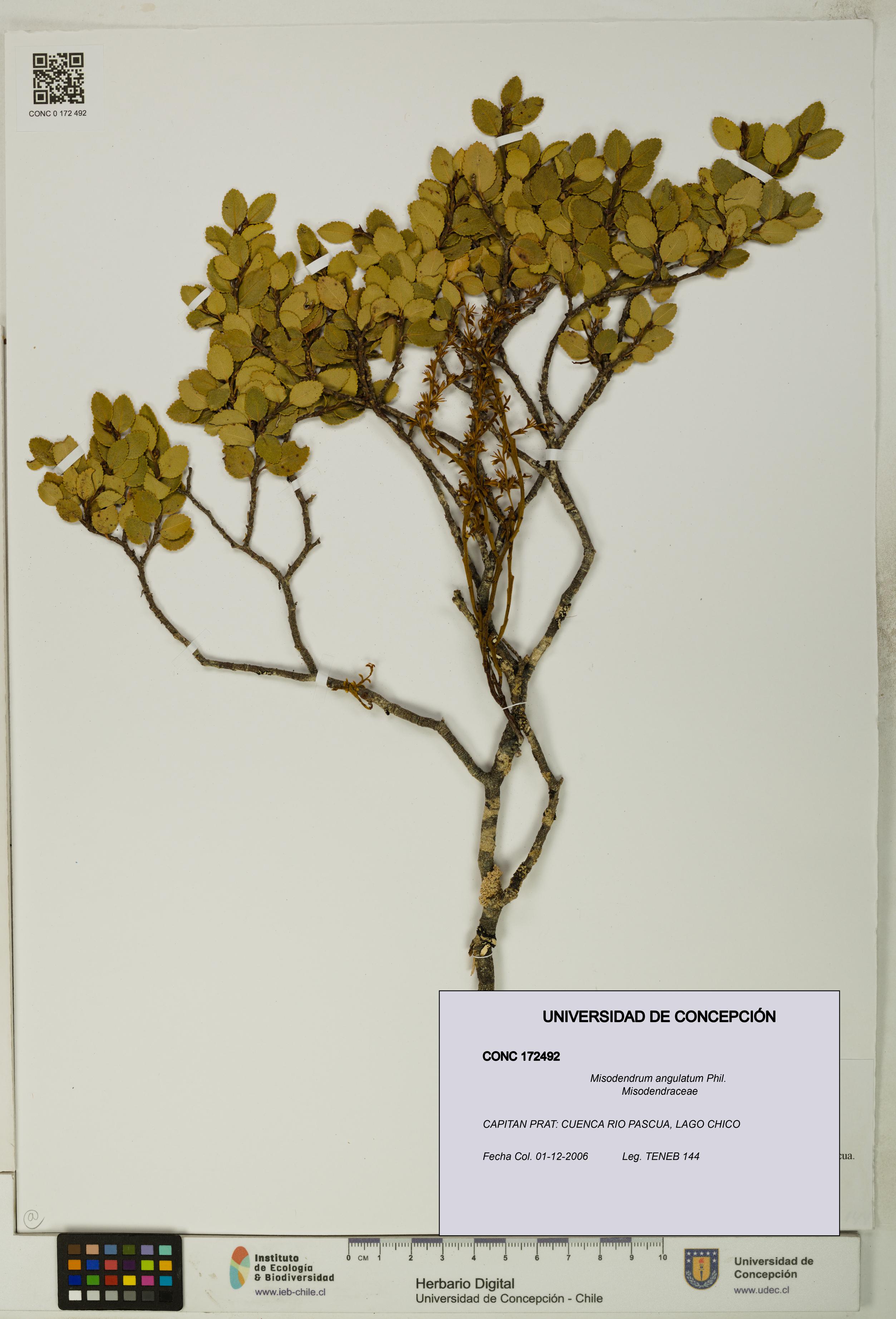 Misodendrum angulatum [Espécimen: UDEC:CONC:0172492]