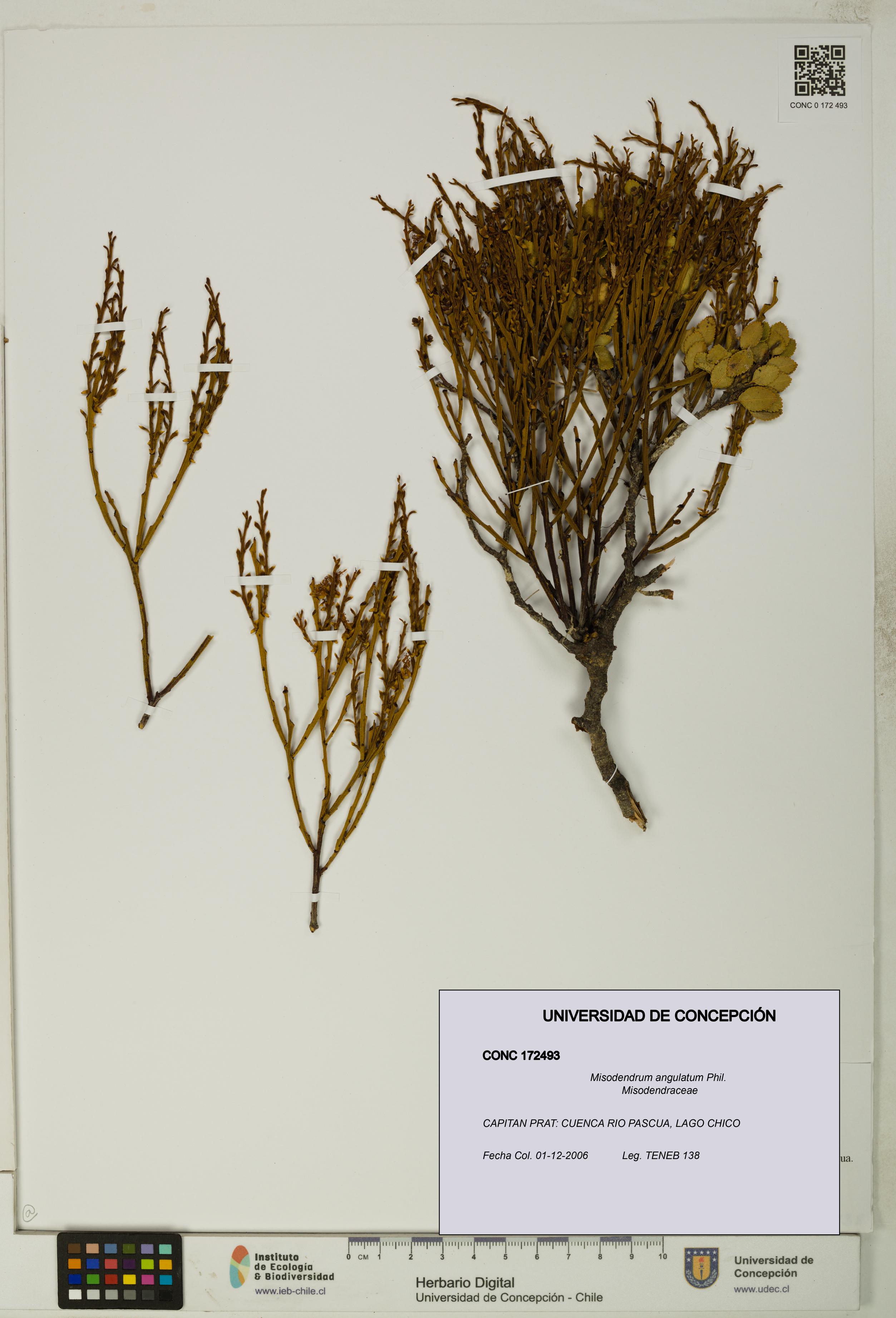 Misodendrum angulatum [Espécimen: UDEC:CONC:0172493]