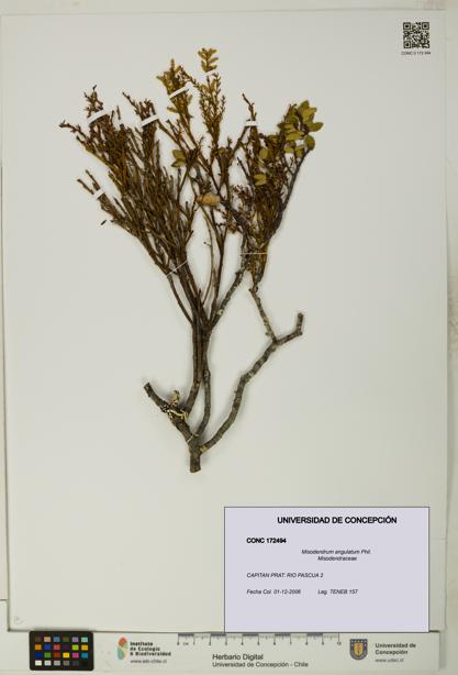 Misodendrum angulatum [Espécimen: UDEC:CONC:0172494]