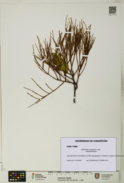 Misodendrum gayanum [Espécimen: UDEC:CONC:0172504]