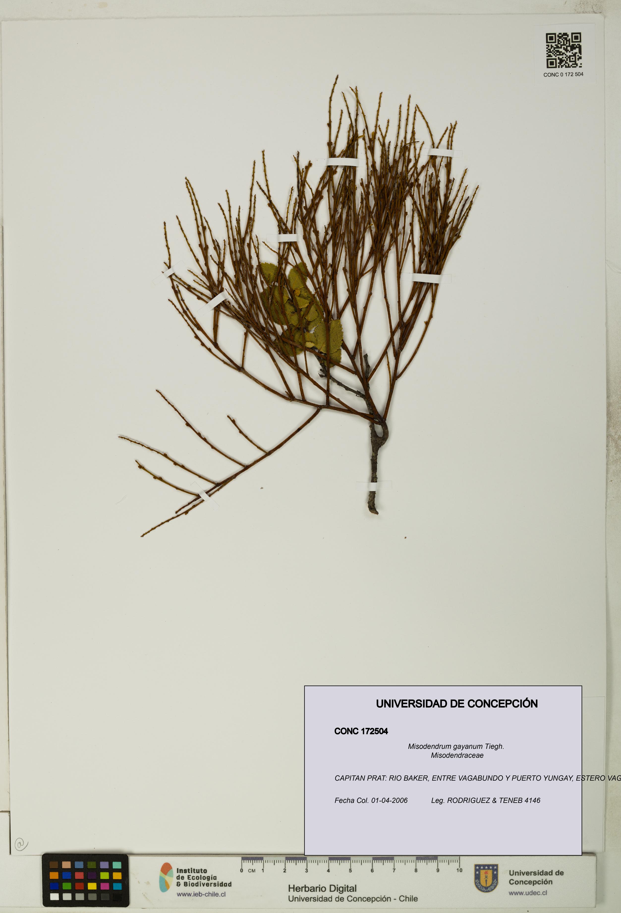 Misodendrum gayanum [Espécimen: UDEC:CONC:0172504]