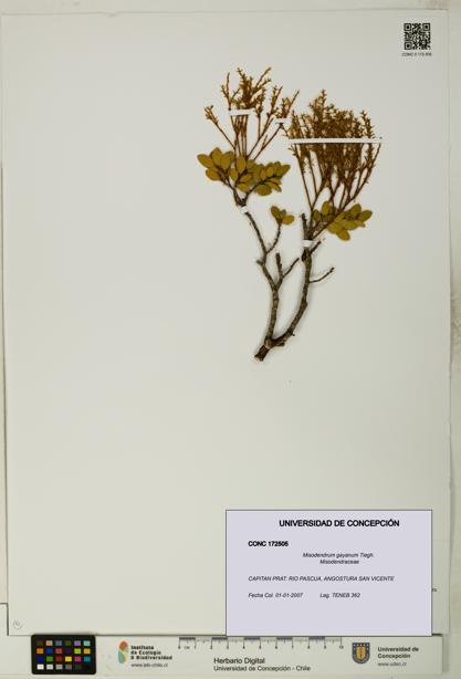Misodendrum gayanum [Espécimen: UDEC:CONC:0172505]