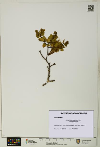 Misodendrum gayanum [Espécimen: UDEC:CONC:0172506]