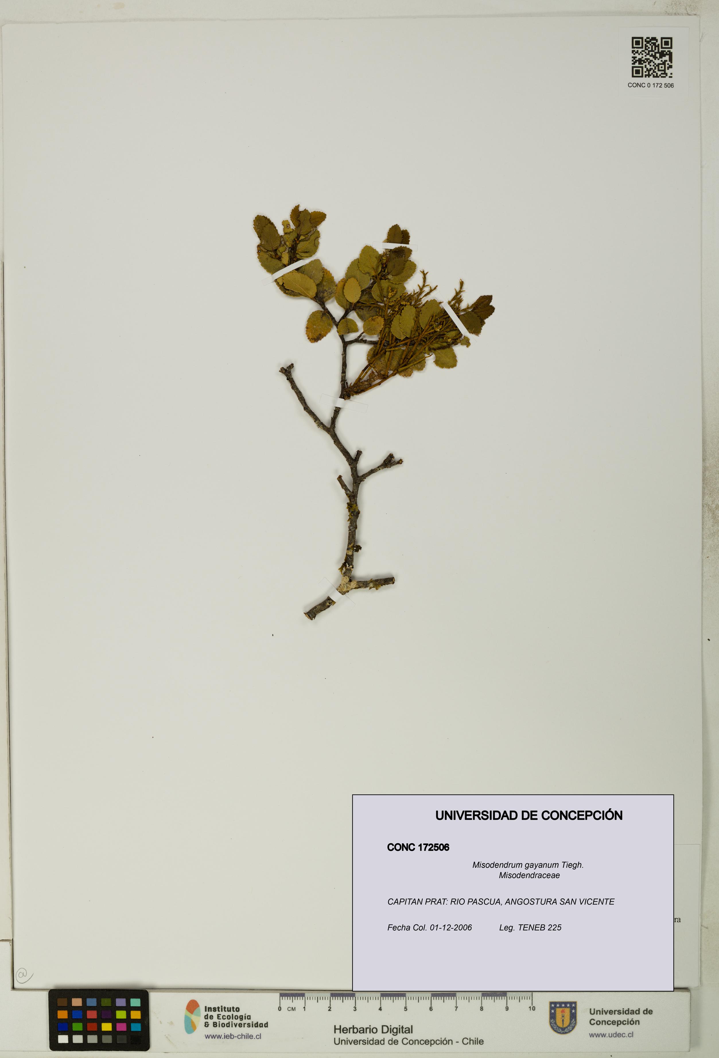 Misodendrum gayanum [Espécimen: UDEC:CONC:0172506]