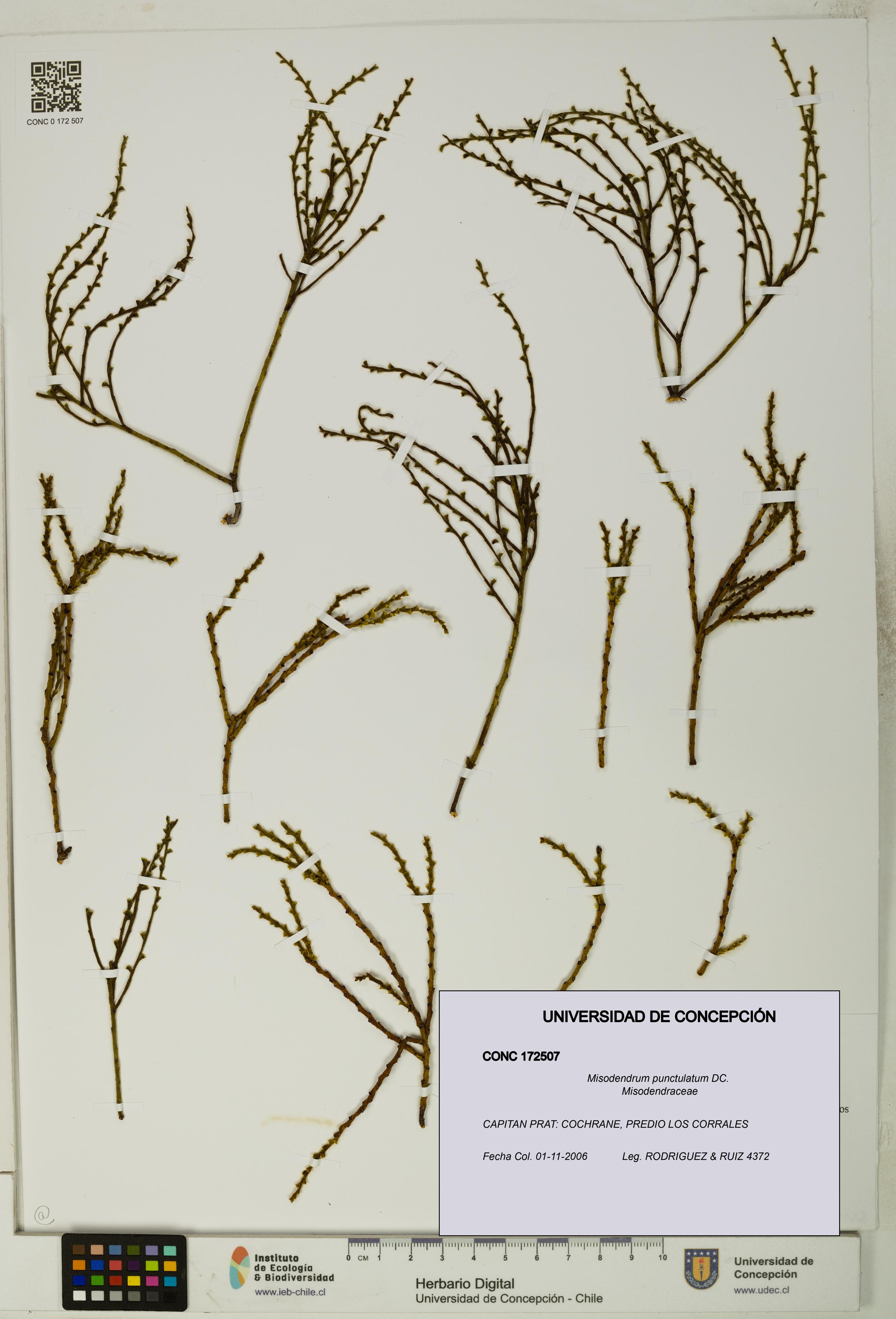 Misodendrum punctulatum [Espécimen: UDEC:CONC:0172507]