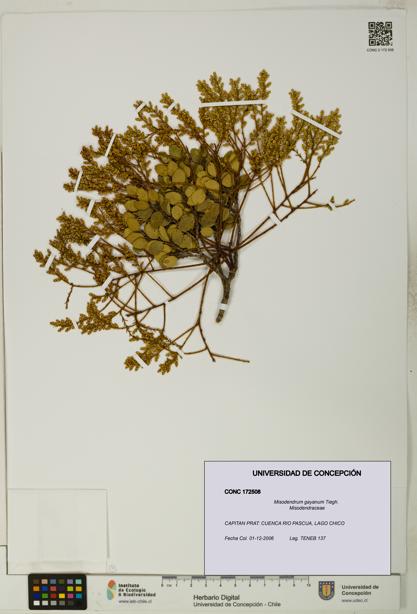 Misodendrum gayanum [Espécimen: UDEC:CONC:0172508]