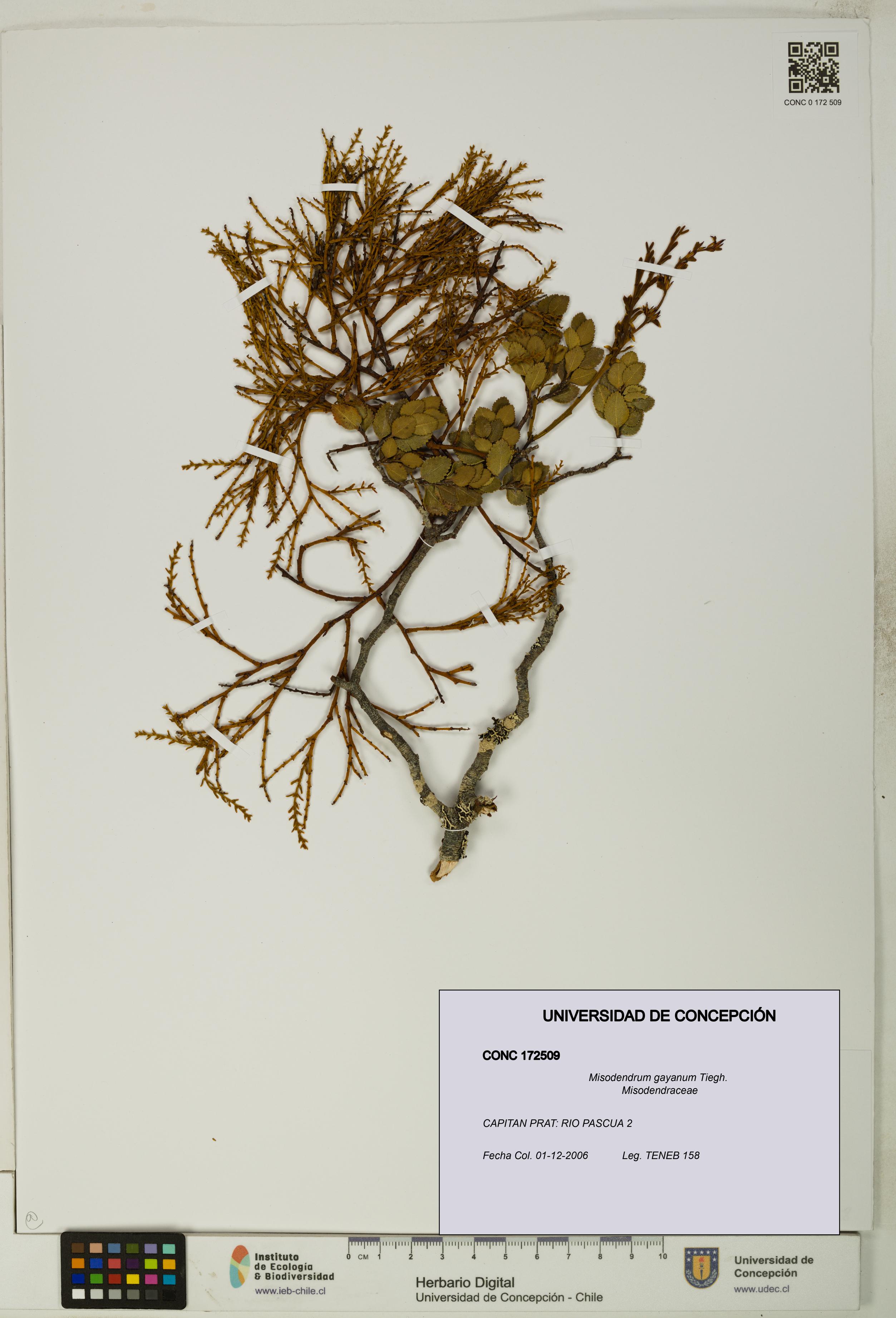Misodendrum gayanum [Espécimen: UDEC:CONC:0172509]