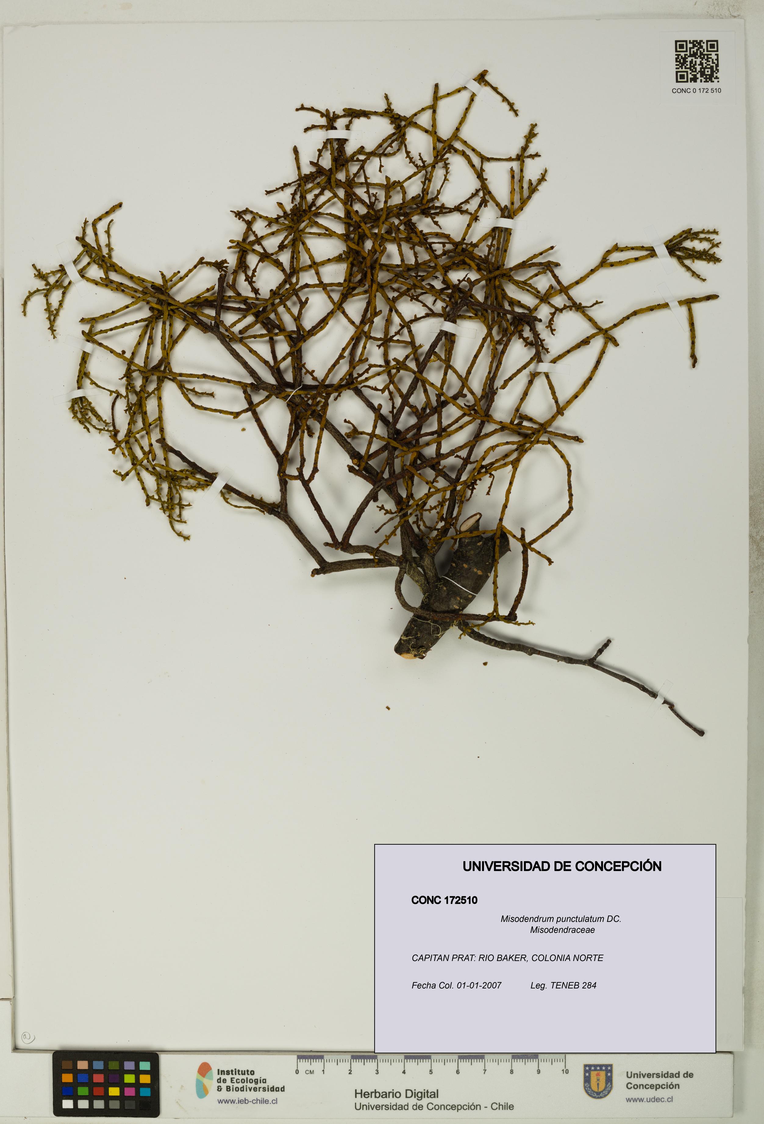 Misodendrum punctulatum [Espécimen: UDEC:CONC:0172510]