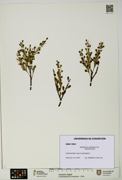 Misodendrum quadriflorum [Espécimen: UDEC:CONC:0172511]