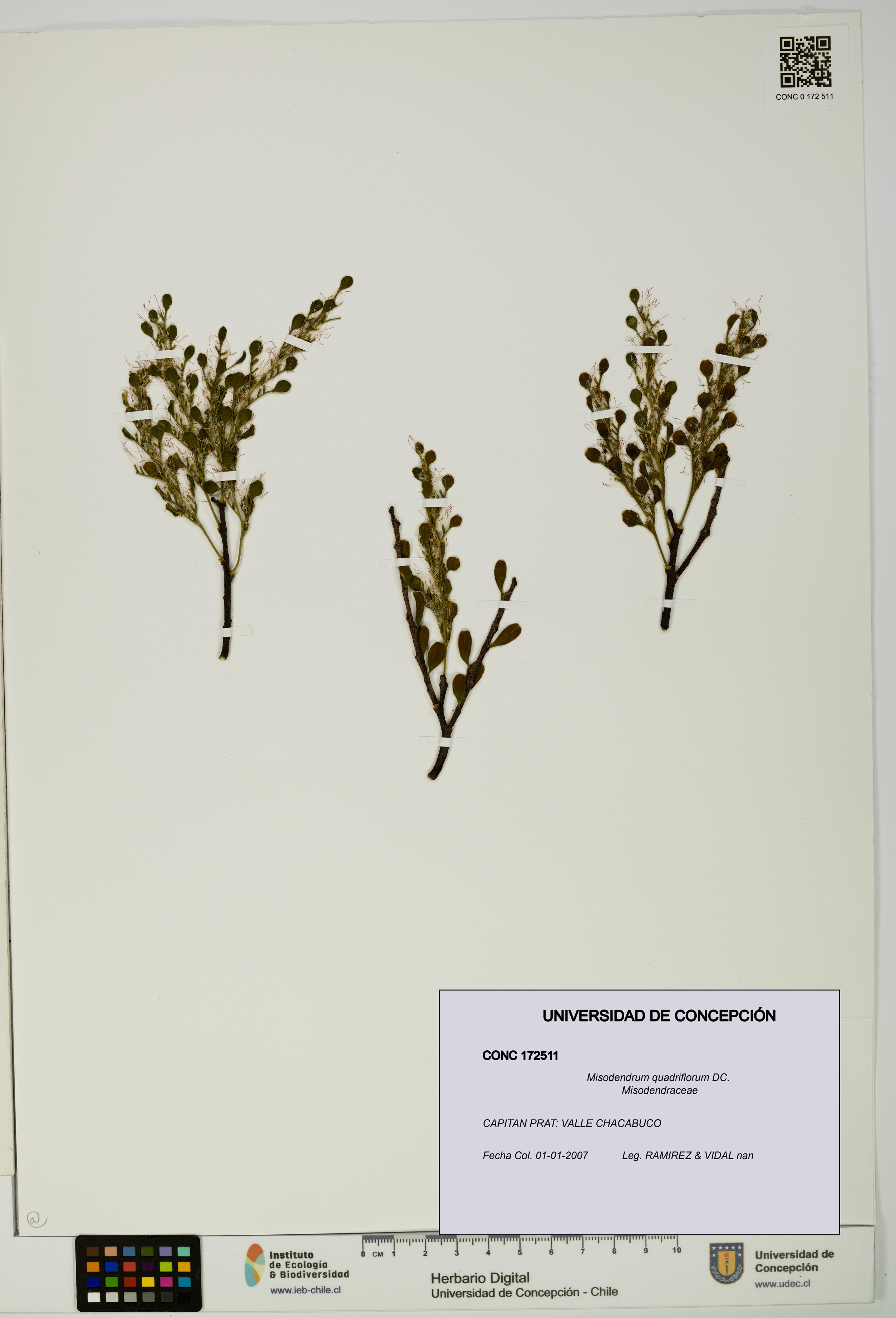 Misodendrum quadriflorum [Espécimen: UDEC:CONC:0172511]