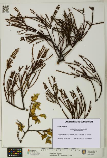 Misodendrum punctulatum [Espécimen: UDEC:CONC:0172512]