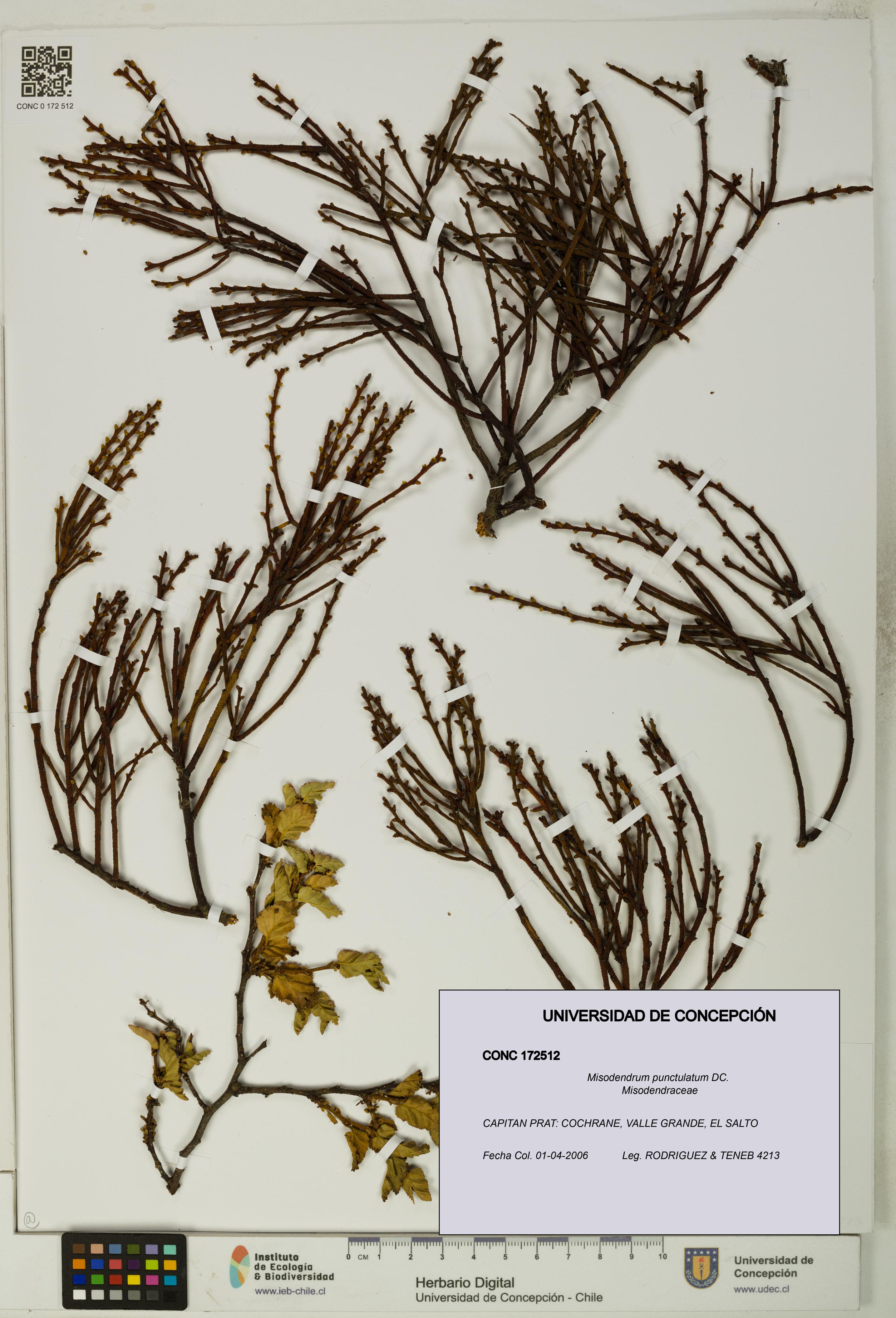 Misodendrum punctulatum [Espécimen: UDEC:CONC:0172512]