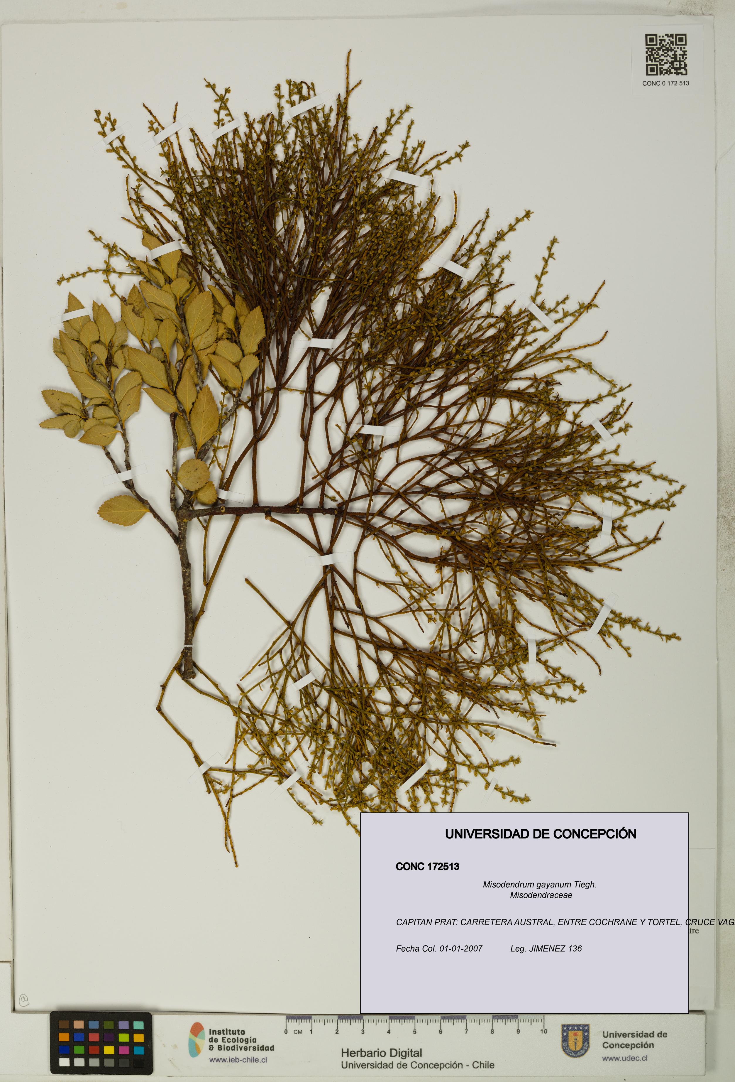 Misodendrum gayanum [Espécimen: UDEC:CONC:0172513]