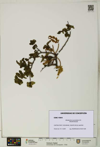 Misodendrum punctulatum [Espécimen: UDEC:CONC:0172515]