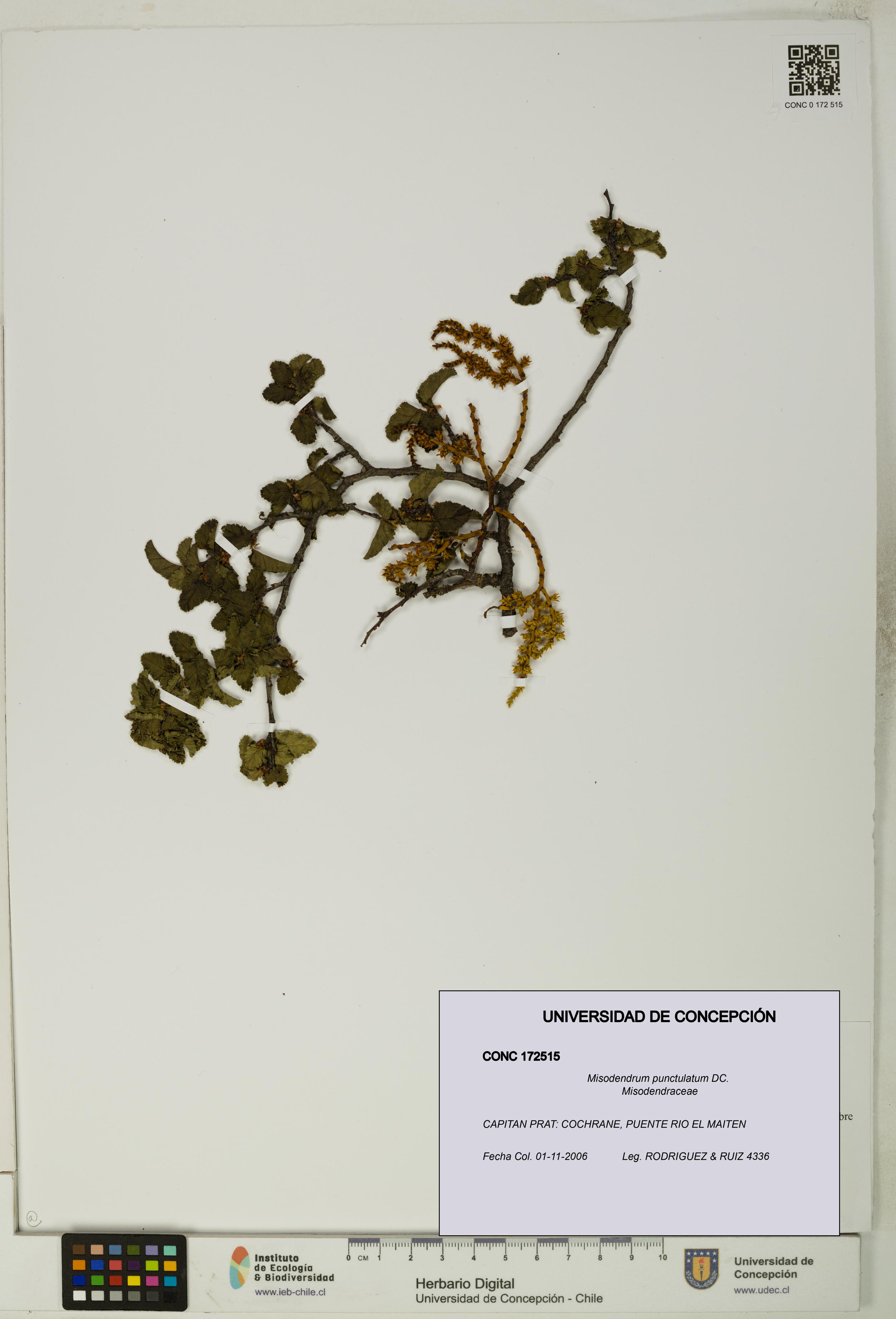 Misodendrum punctulatum [Espécimen: UDEC:CONC:0172515]