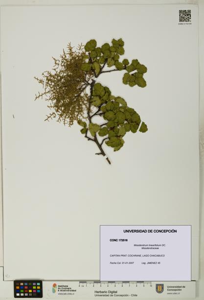 Misodendrum linearifolium [Espécimen: UDEC:CONC:0172516]