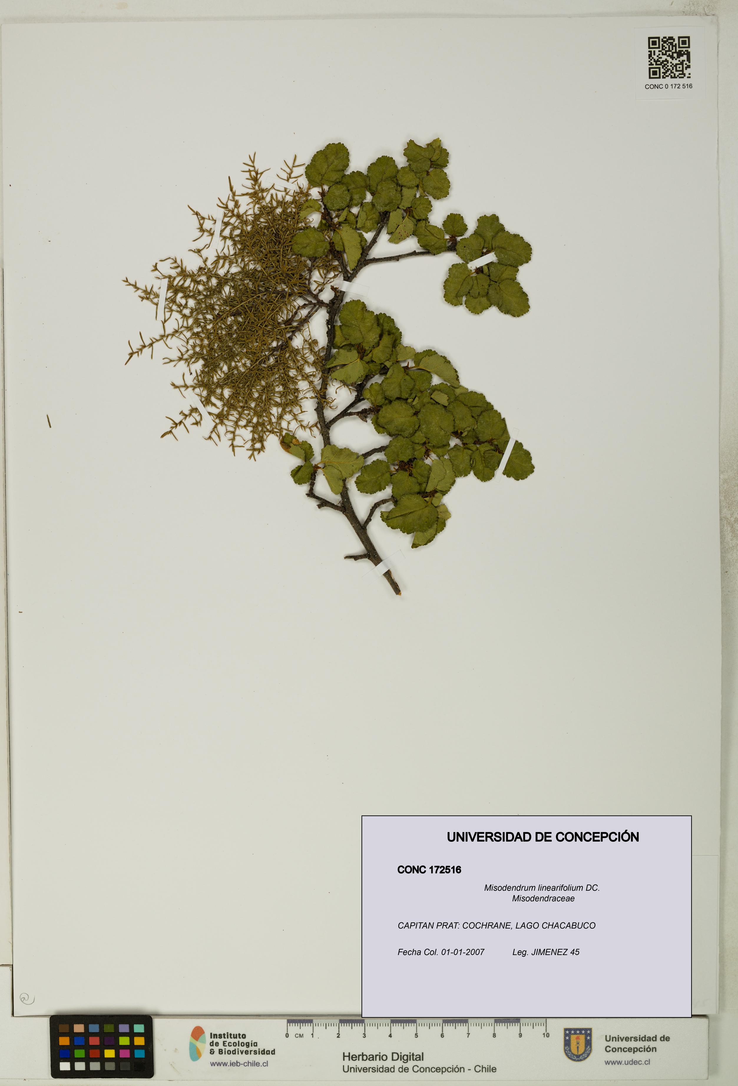 Misodendrum linearifolium [Espécimen: UDEC:CONC:0172516]