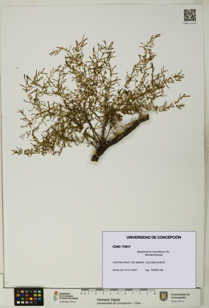 Misodendrum linearifolium [Espécimen: UDEC:CONC:0172517]