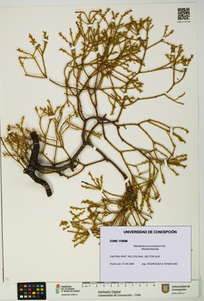 Misodendrum punctulatum [Espécimen: UDEC:CONC:0172536]