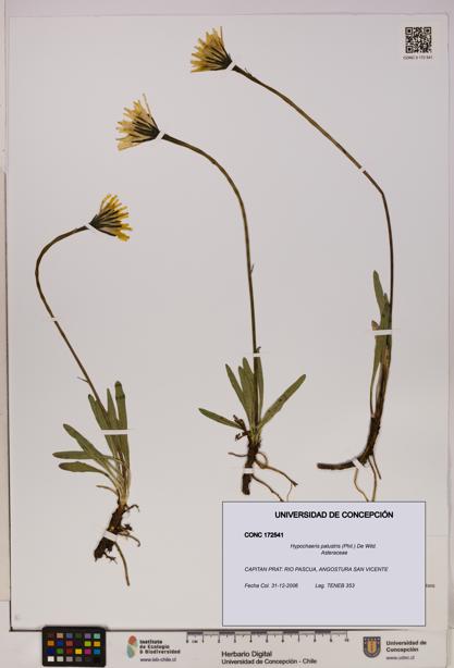 Hypochaeris palustris [Espécimen: UDEC:CONC:0172541]